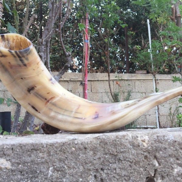 Shofar Ram Horn Widder Trompete aus Israel Poliert Kosher Tradititional abgestimmt und getestet Jejuda Jüdisch