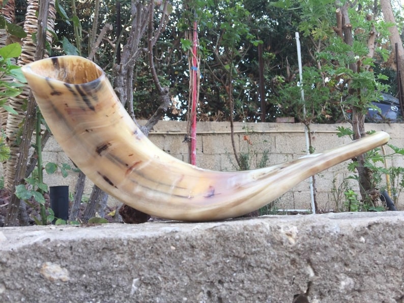 Ram Horn Shofar Trumpet From Israel Polished Koѕhеr Etsy Denmark