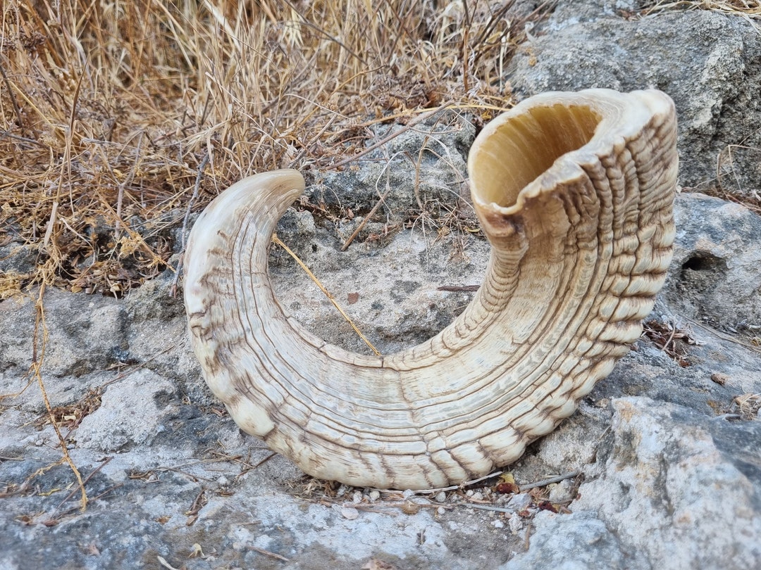 Big Huge Ram Rams Horn Shofar Trumpet From Israel Natural Koѕhеr