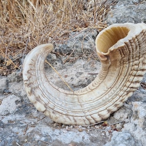 Natural Ram&#39;s Horn Shofar Untreated  Kosher - Authentic Rambam Halakha Shofar for Rosh Hashanah , Yom Kippur & Prayer