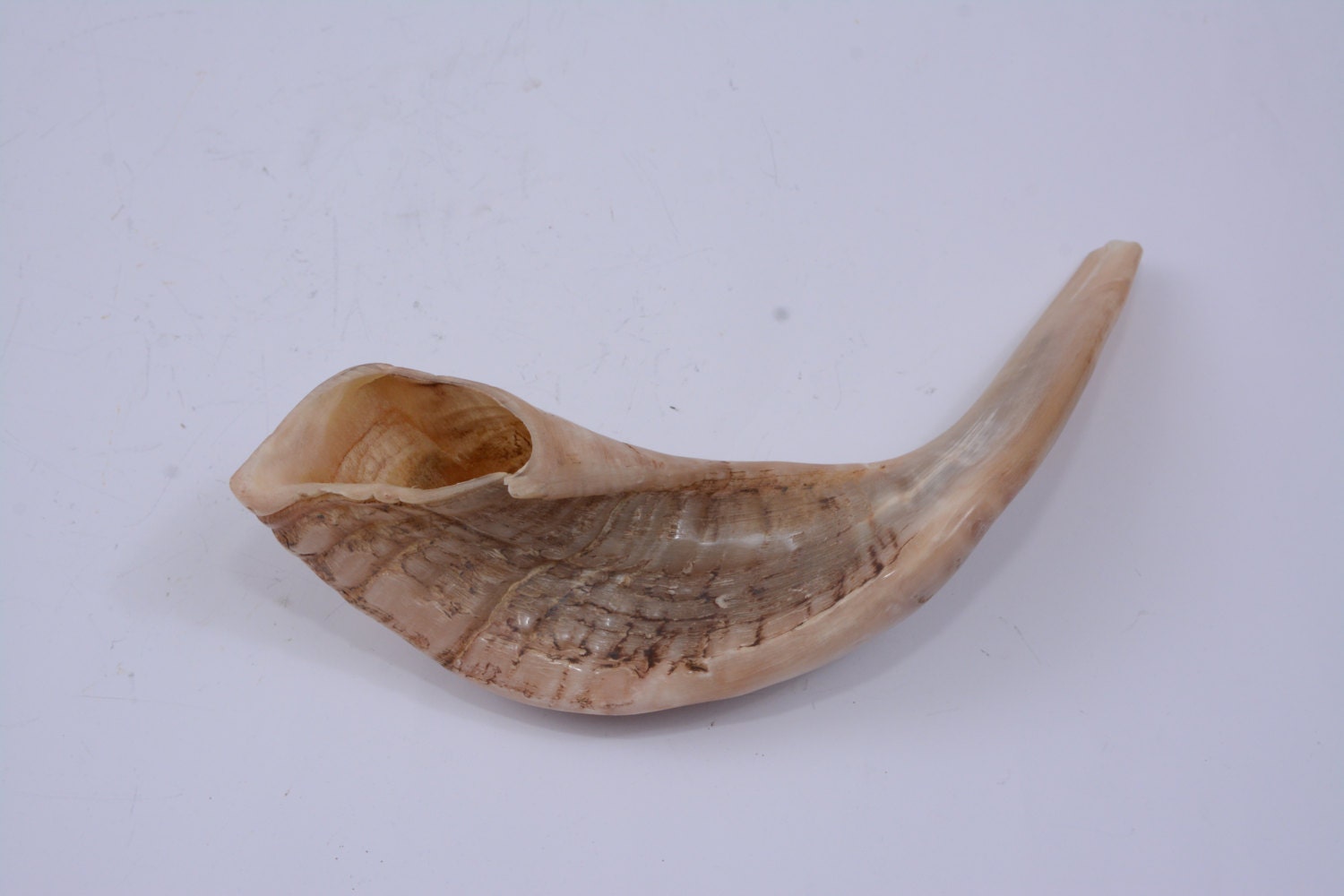 Jesish Instruments Natural Ram Horn Shofar - Authentic Jewish Ritual Instrument - Choose ...