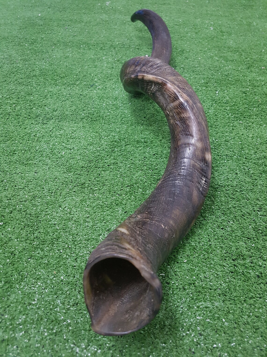 Kudu Horn Shofar Full Natural Yemenite 40 102 Cm Best Etsy
