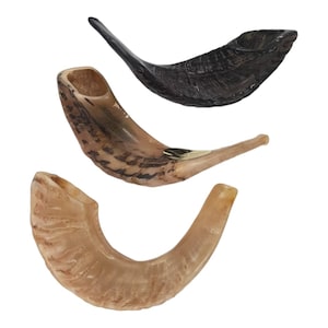 Set of 3 Natural Ram&#39;s Ram Horn Shofars - Assorted Untreated Finishes - Kosher Jewish Ceremonial Horns for Rosh Hashanah & Yom Kippur