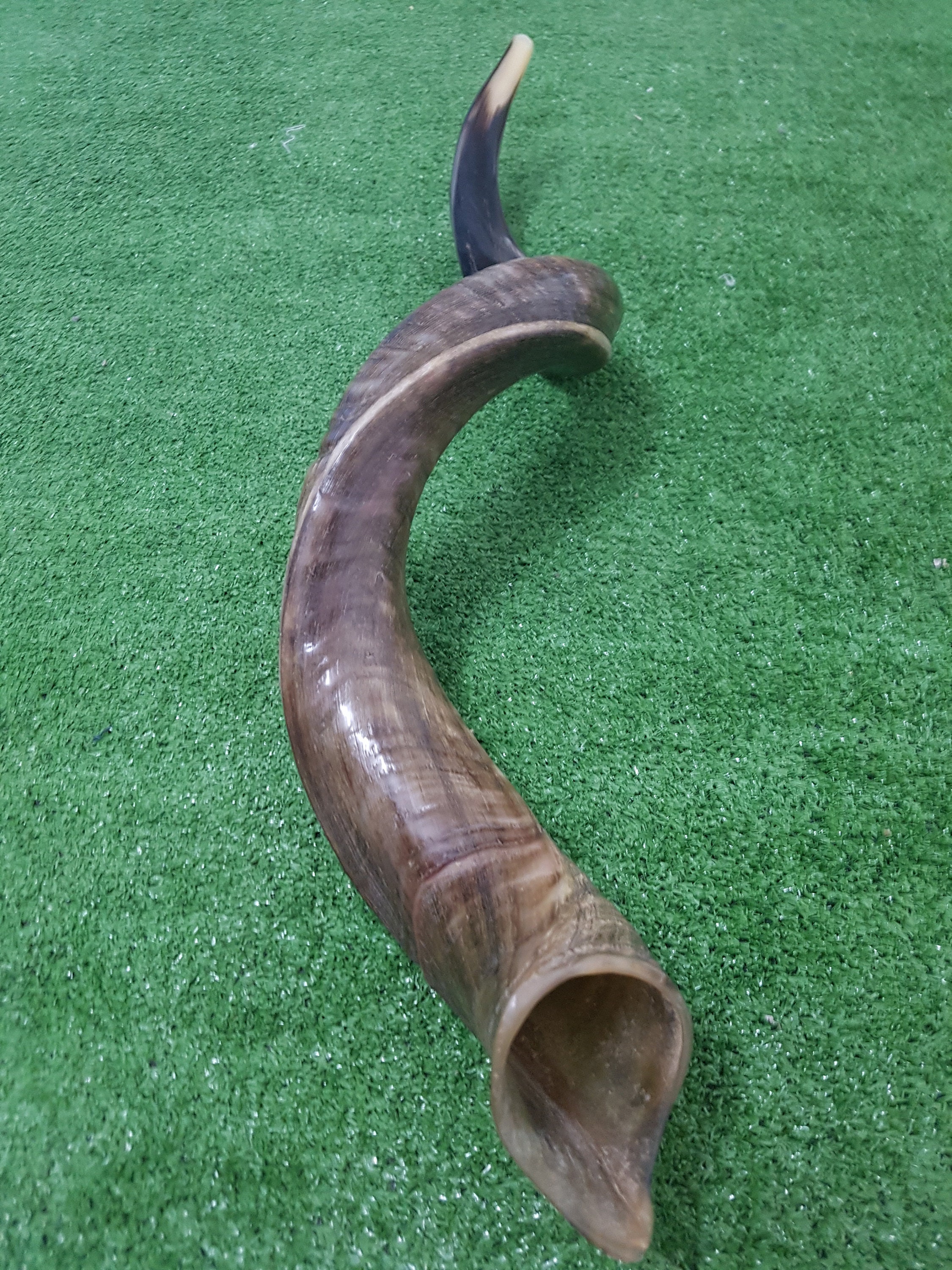 Kudu Horn Shofar Full Natural Yemenite 40 102 Cm Best Etsy