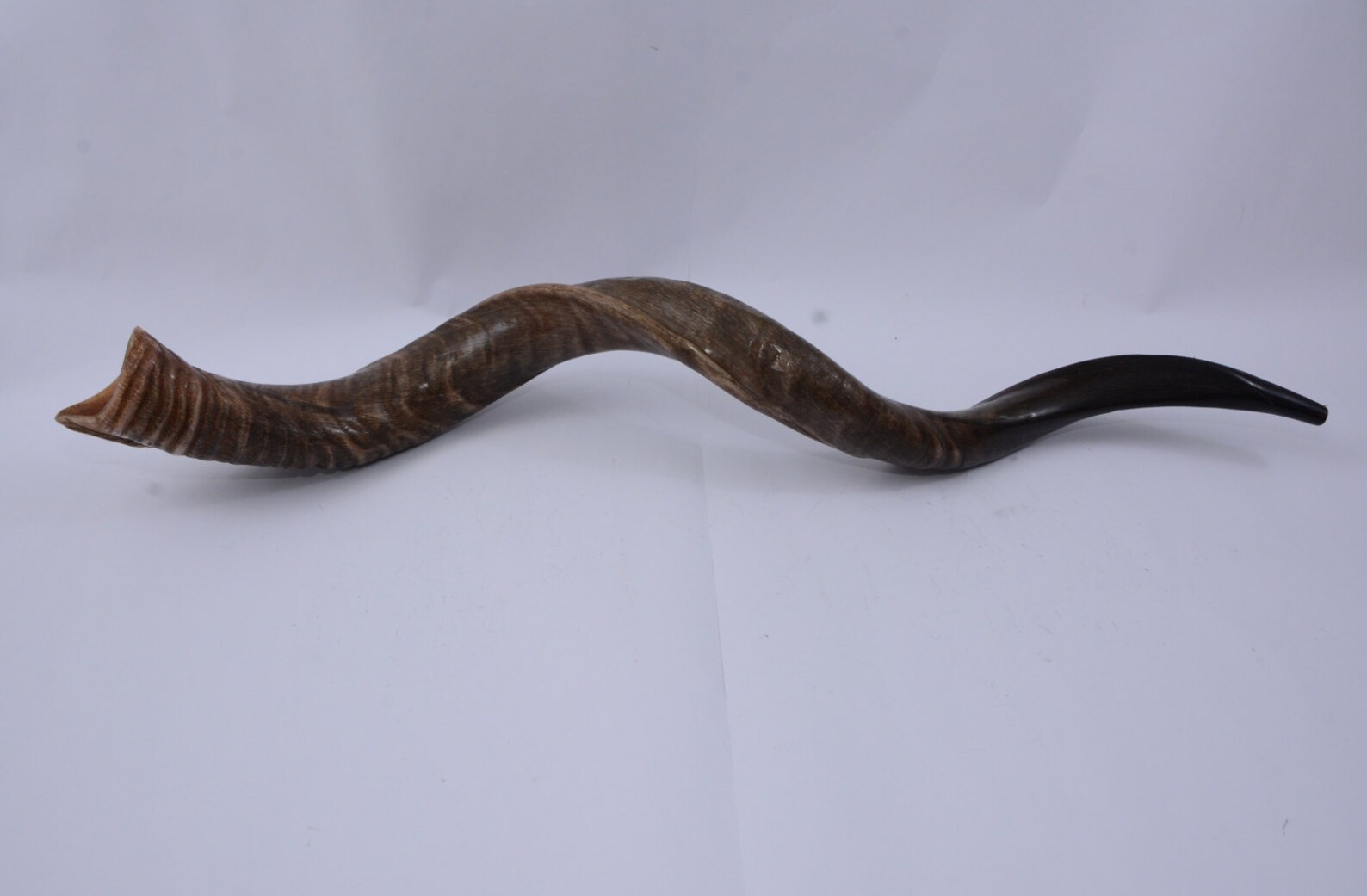 Kudu Horn Shofar Full Natural Yemenite 45 115 Cm Best Sound Best Price Best Quality Etsy