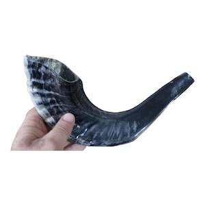 Authentische Natur-Schwarz Widder Horn Shofar | 12-14 &quot;Made in Israel Shofar | Erstaunlicher Klang | Traditionelles Jejuda