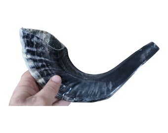Kosher Ram Horn Shofar: Polished Judaica, Made in Israel (10-12")