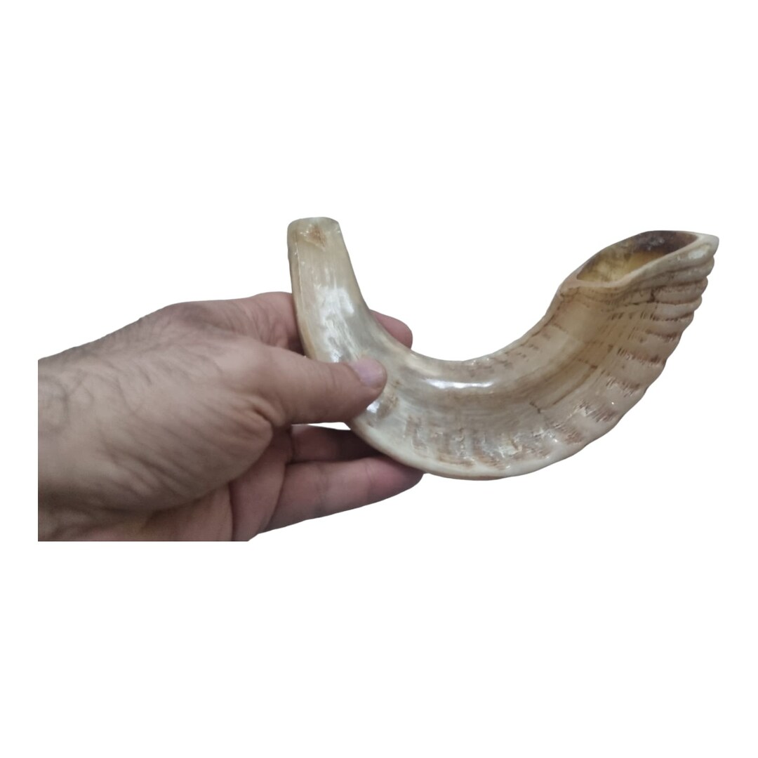 Jesish Instruments Natural Ram Horn Shofar - Authentic Jewish Ritual Instrument - Choose ...