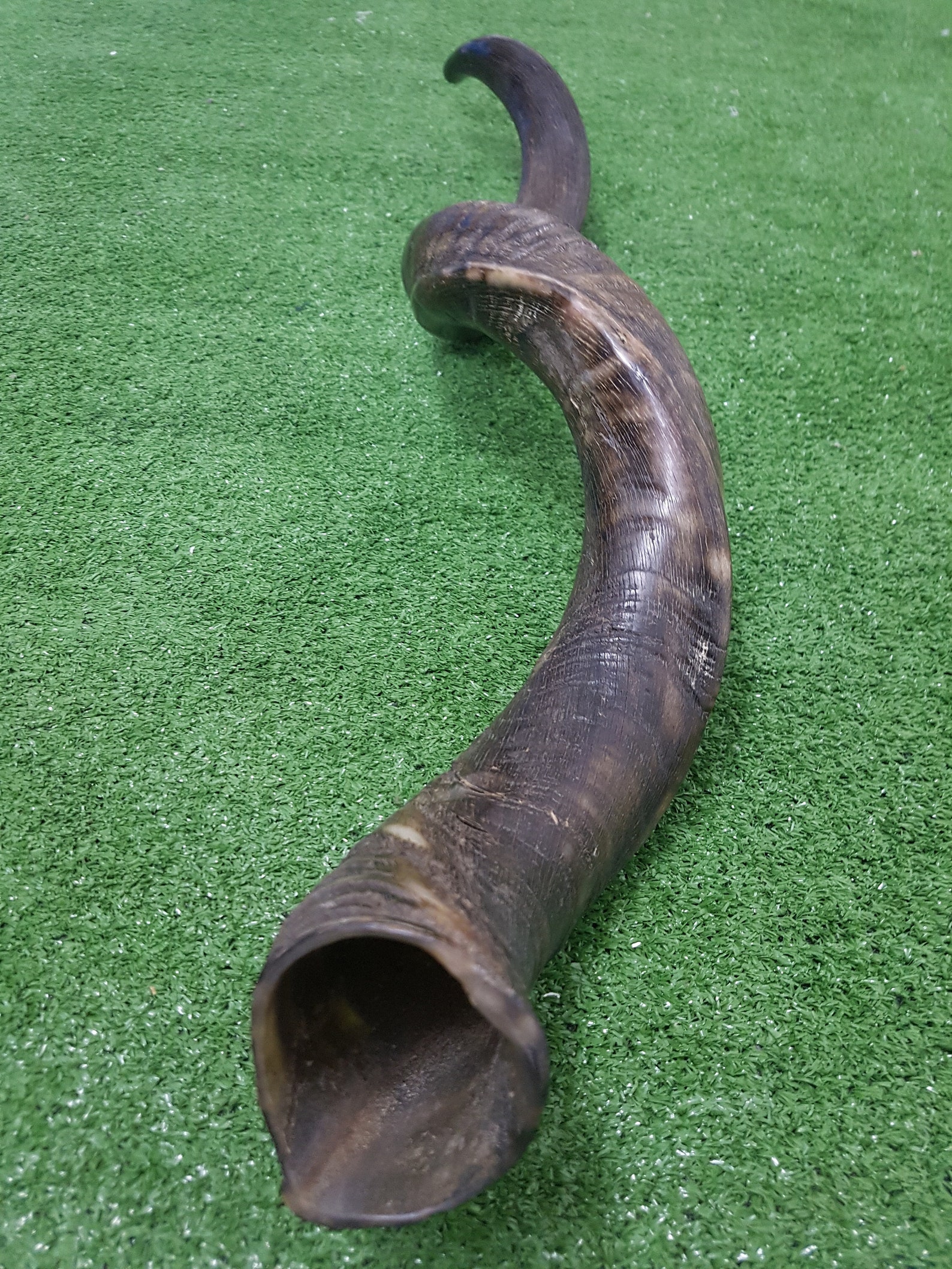 Kudu Horn Shofar Full Natural Yemenite 40 102 Cm Best Etsy