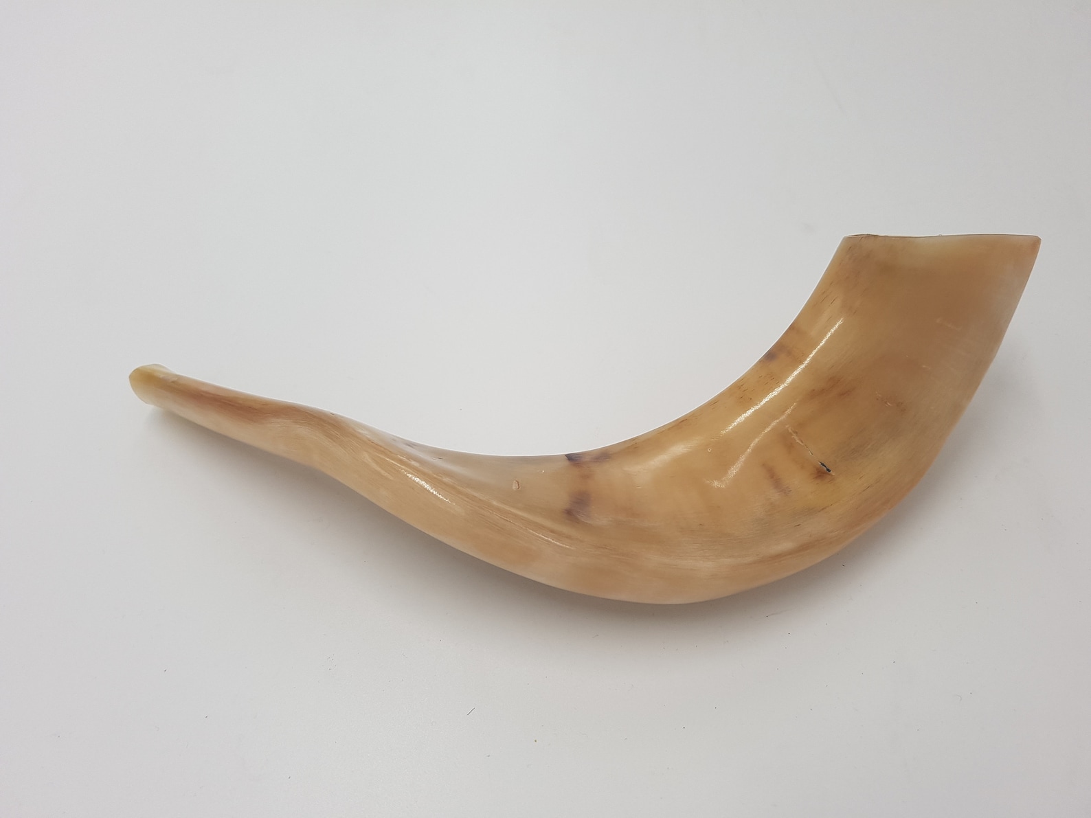 Ram Horn Shofar Rams Trumpet From Israel Polished Koѕhеr Etsy Canada