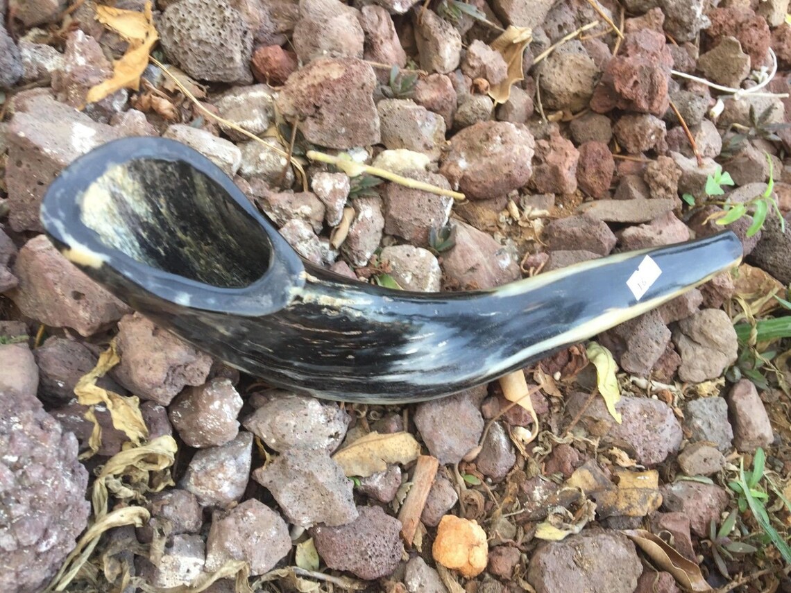 Ram Horn Shofar Trumpet From Israel Polished Koѕhеr Etsy