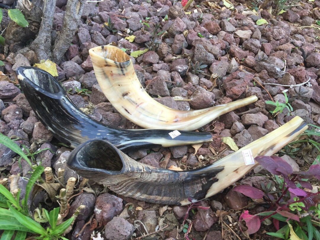 Shofar Super Sale Set X 3 Classical Rams Ram Horn Blow Horns Kosher XL ...