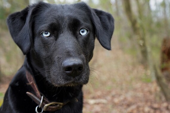 Blaue schwarzer augen labrador Labrador Augenfarbe,