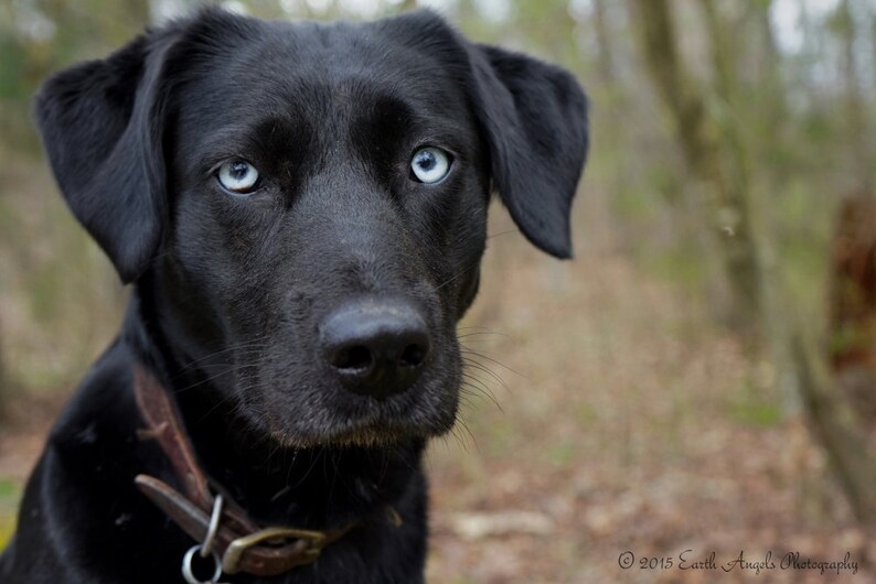Schwarzer Hund Kunst Hund Liebhaber Geschenk blaue Augen Etsy