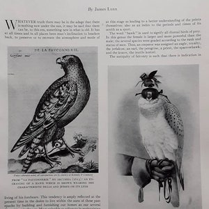 FALCONRY and HAWKING Prints. Art of an Ancient Sport. Antiquarian Magazine Article, August 1931