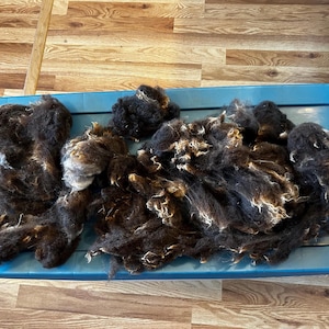 May include: A collection of raw, dark brown and black sheep wool fibers with visible natural texture and crimp, spread across the surface of a rectangular, bright blue plastic storage bin lid with gray handle accents on the sides.