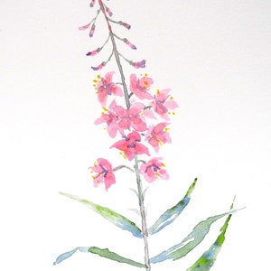 Original Artwork, Original Watercolor Fireweed Painting 5 x 7 Inches, Original Watercolor Flower Painting