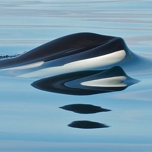 Orca Reflections DSC6654
