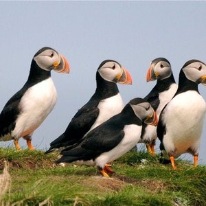 8 Puffins DSC5844