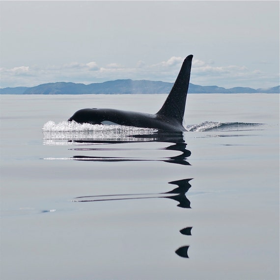 Male Orca DSC6678 - Etsy
