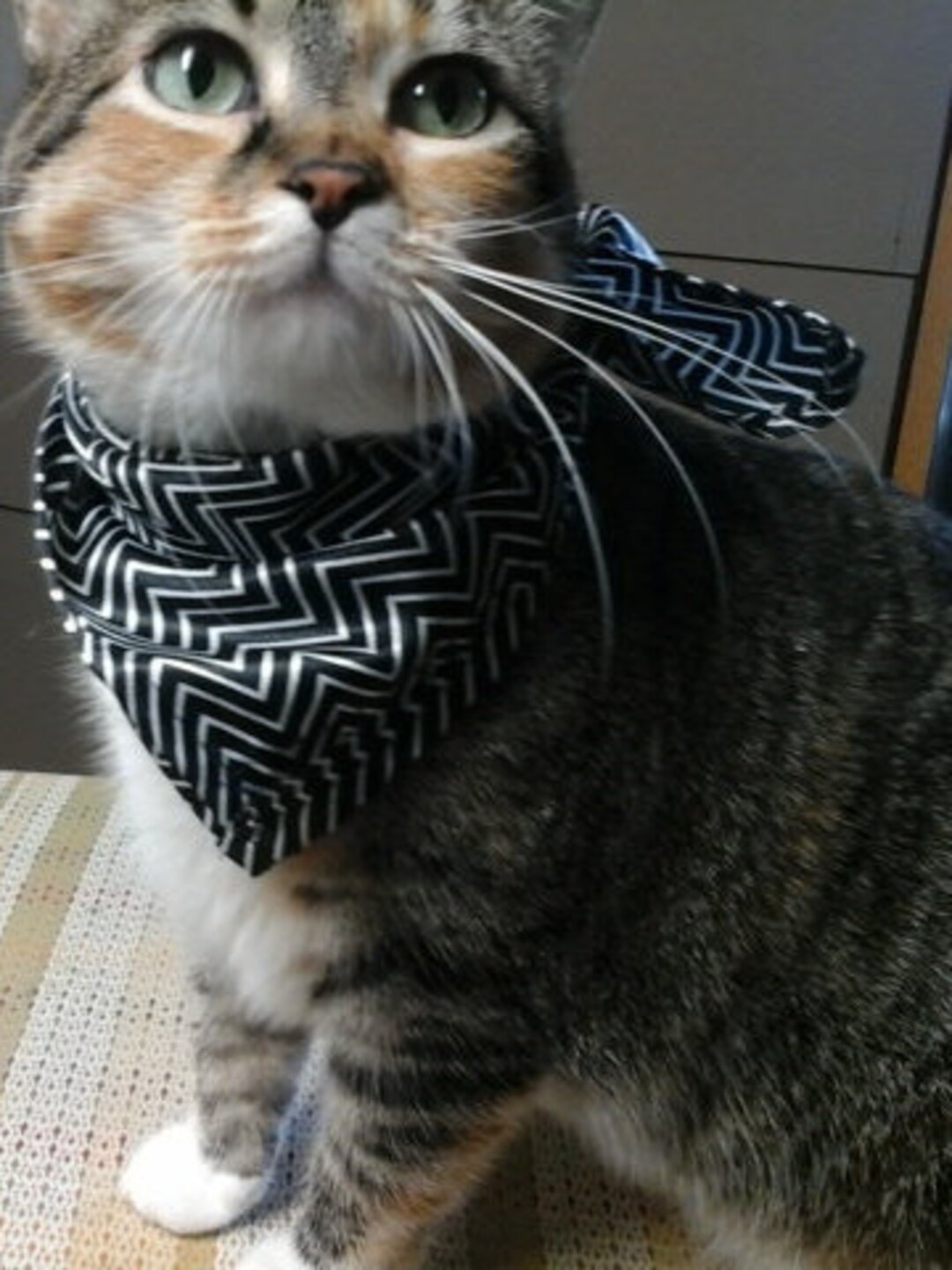 Scarves For Pets
 Pet Scarves for Small Pets Bundle Pet Neck Kerchiefs bundle Etsy