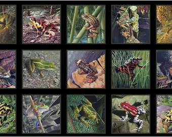 Elizabeth's Studio Amazing Frogs 24inx43in Frog Panel Black Premium Quality 100% Cotton fabric by the Panel (ES395)