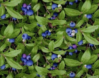 Elizabeth's Studio Berry Good Wild Green Blueberries Premium Quality 100% Cotton Fabric (ES436)