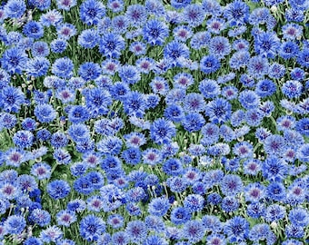 Timeless Treasures Blue Cornflowers Stripe Premium Quality 100% Cotton Fabric (TT1099)