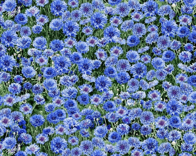 Timeless Treasures Blue Cornflowers Stripe Premium Quality 100% Cotton Fabric (TT1099)