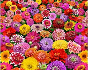 Elizabeth's Studio Zinnia Digital Garden Increasing Scale Border Premium Quality 100% Cotton Fabric (ES341KK)