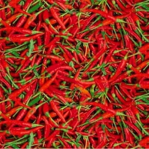 Flash Phoenix A La Carte by Studios Red Peppers Premium Quality 100% Cotton Fabric (WF2)