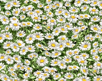Timeless Treasures Peaceful Garden Packed Daisies Premium Quality 100% Cotton Fabric (TT1159KK)