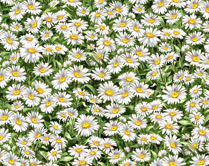 Timeless Treasures Peaceful Garden Packed Daisies Premium Quality 100% Cotton Fabric (TT1159KK)