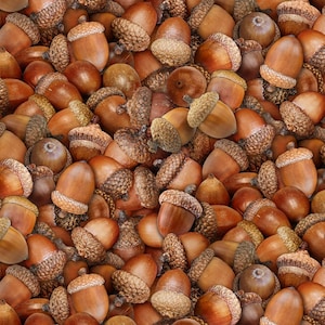 Elizabeth&#39;s Studio Landscape Medley Acorns Brown Premium Quality 100% Cotton Fabric