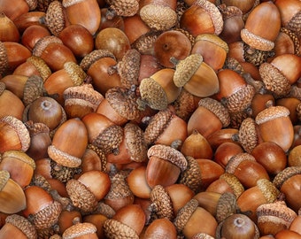 Elizabeth's Studio Landscape Medley Acorns Brown Premium Quality 100% Cotton Fabric