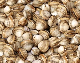 Elizabeth's Studio Food Festival Oysters White Premium Quality 100% Cotton Fabric (ES380KK)
