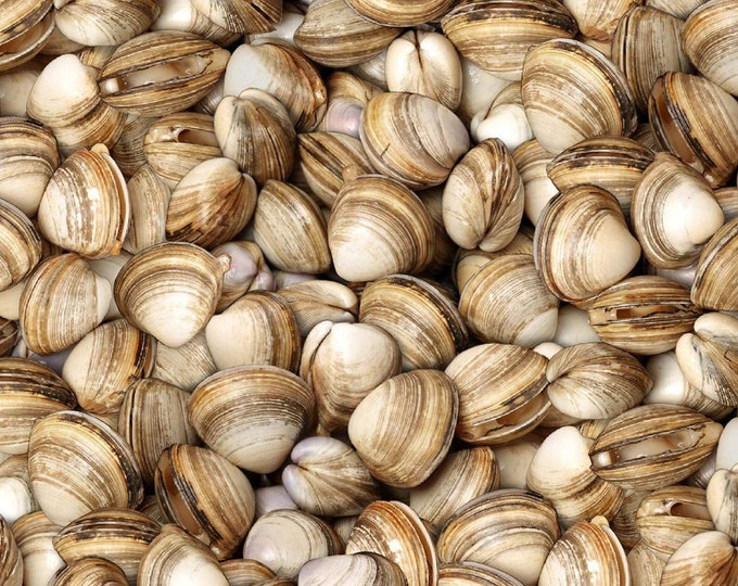 Elizabeth's Studio Food Festival Oysters White Premium Quality 100% Cotton Fabric (ES380KK)