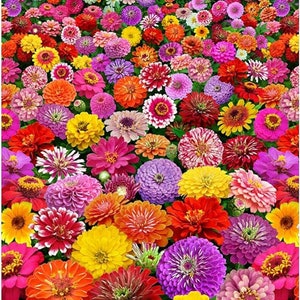 May include: A vibrant field of colorful zinnias in shades of pink, red, orange, yellow, purple, and white. The flowers are in full bloom and create a beautiful, cheerful display.