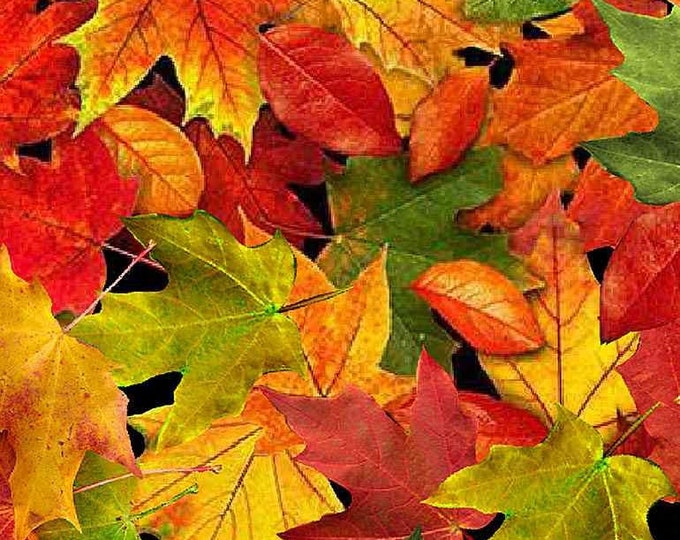 Timeless Treasures Fall Foliage Nature C8649 Autumn Large Leaves Multi Premium Quality 100% Cotton Fabric (QT510TT)