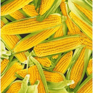 Timeless Treasures Farmer&#39;s Market Corn on The Cobb Premium Quality 100% Cotton Fabric (TT682)