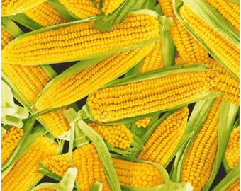 Timeless Treasures Farmer's Market Corn on The Cobb Premium Quality 100% Cotton Fabric (TT682)