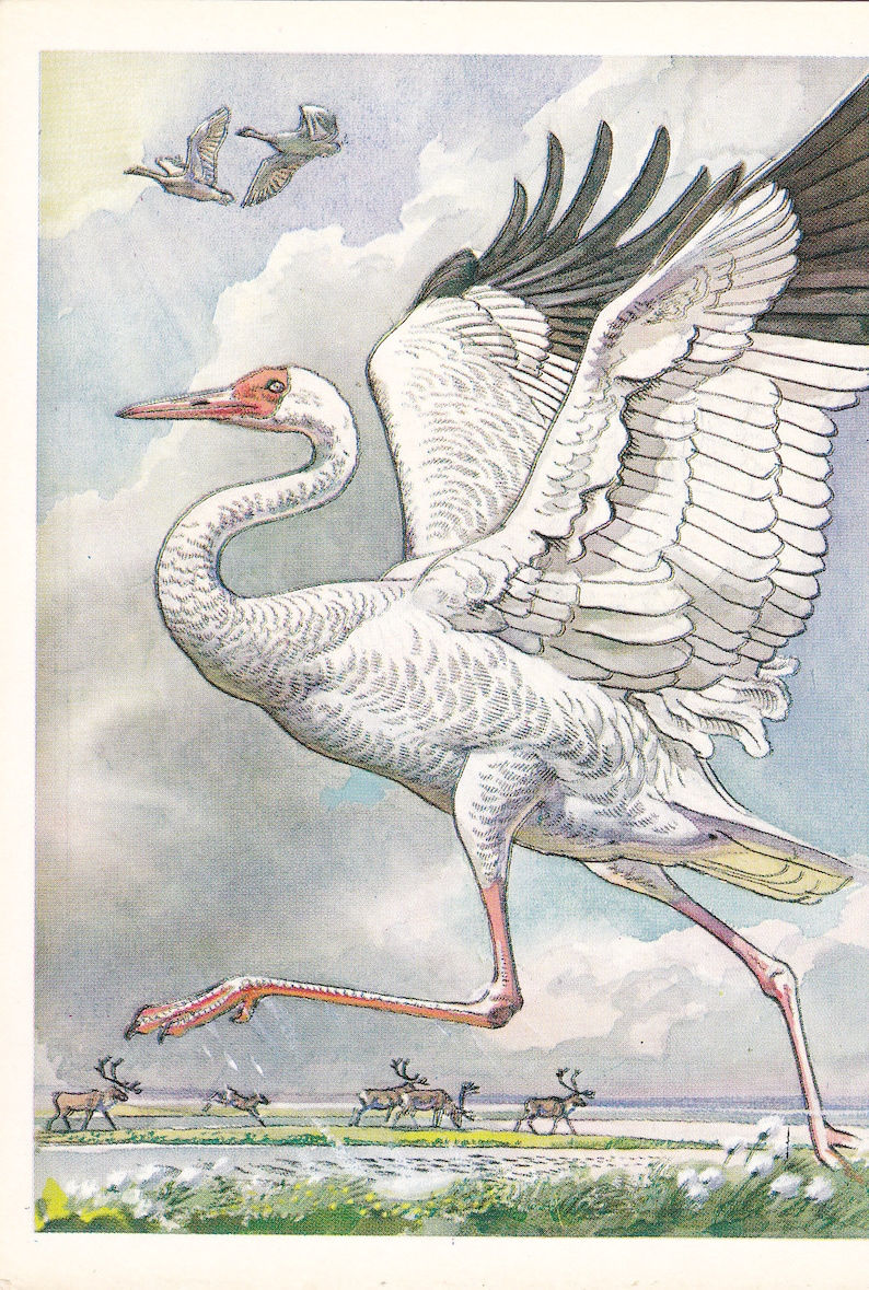 Printed in Moscow 1979 They need to save birds Animal Set of 16 Soviet Postcards The Red book of USSR