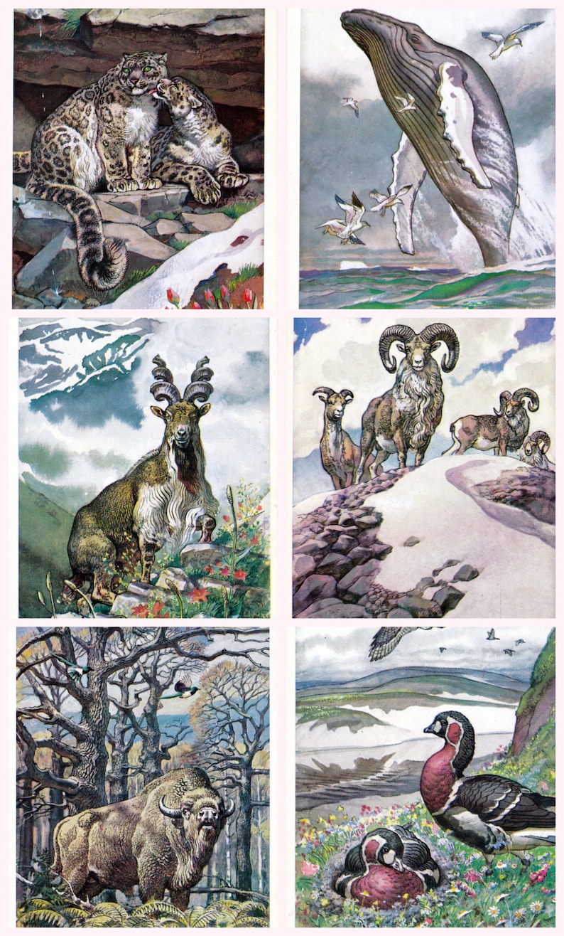 Printed in Moscow 1979 They need to save birds Animal Set of 16 Soviet Postcards The Red book of USSR
