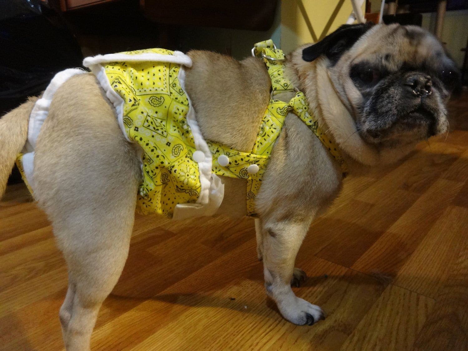 Female Dog Diaper That Stays On The Back Opens So It Is Easy Etsy