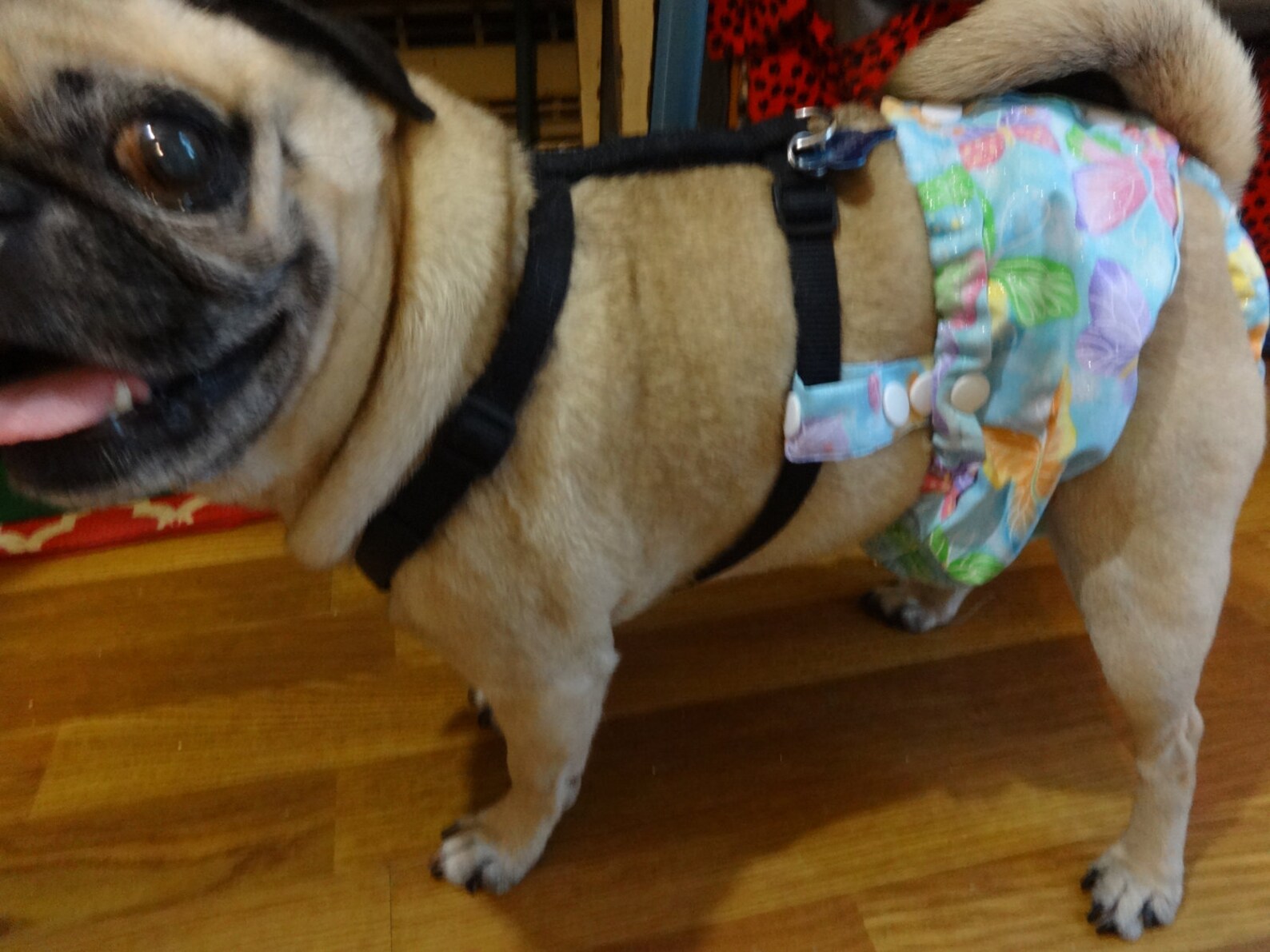 Female Dog Diaper That Stays On Attaches To Any HarnessNot Etsy