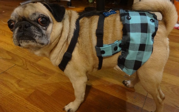 belly bands for male dogs