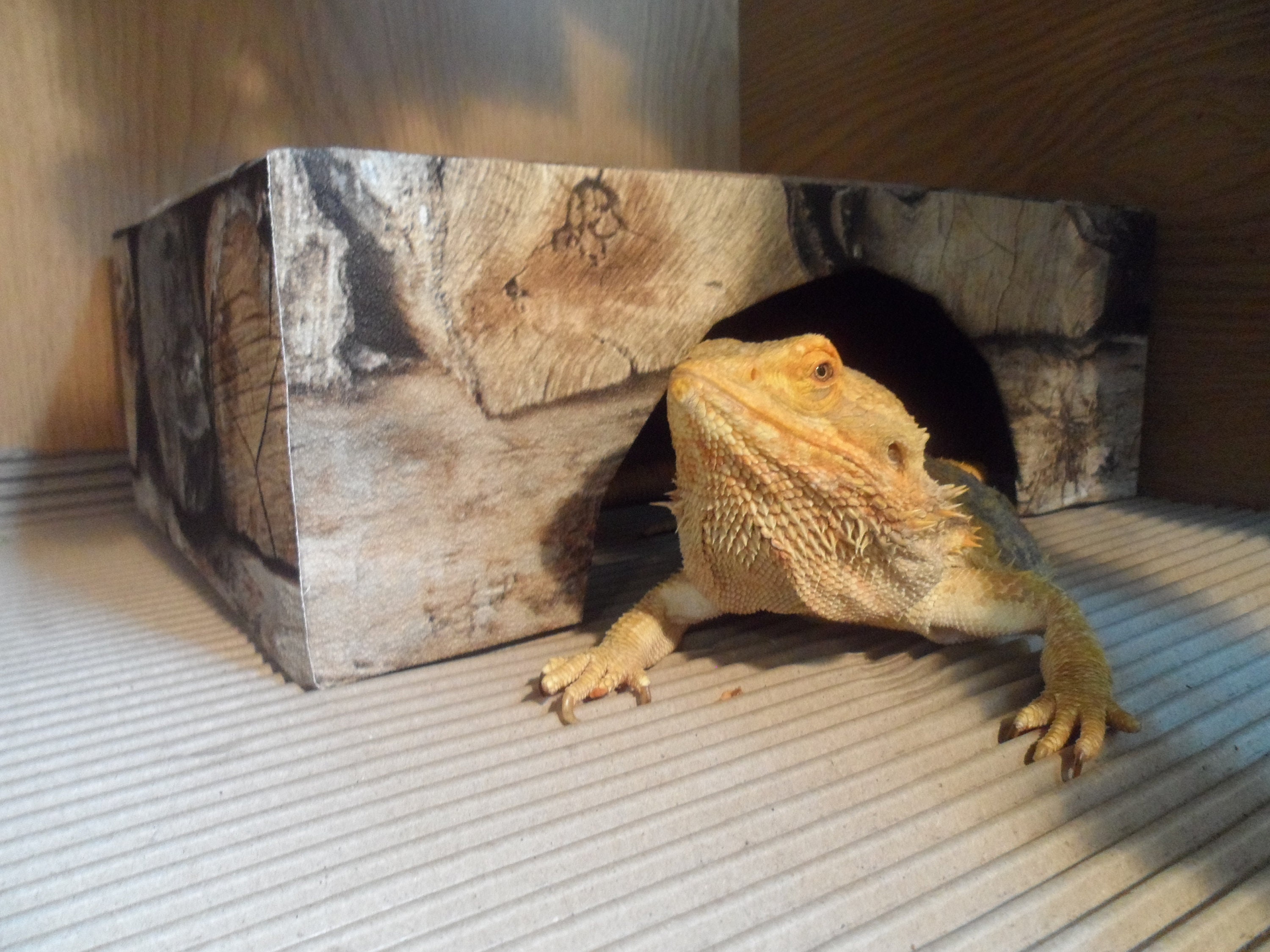 Bearded Dragon Hide Cave Retreat log cabin decor brumation den Etsy