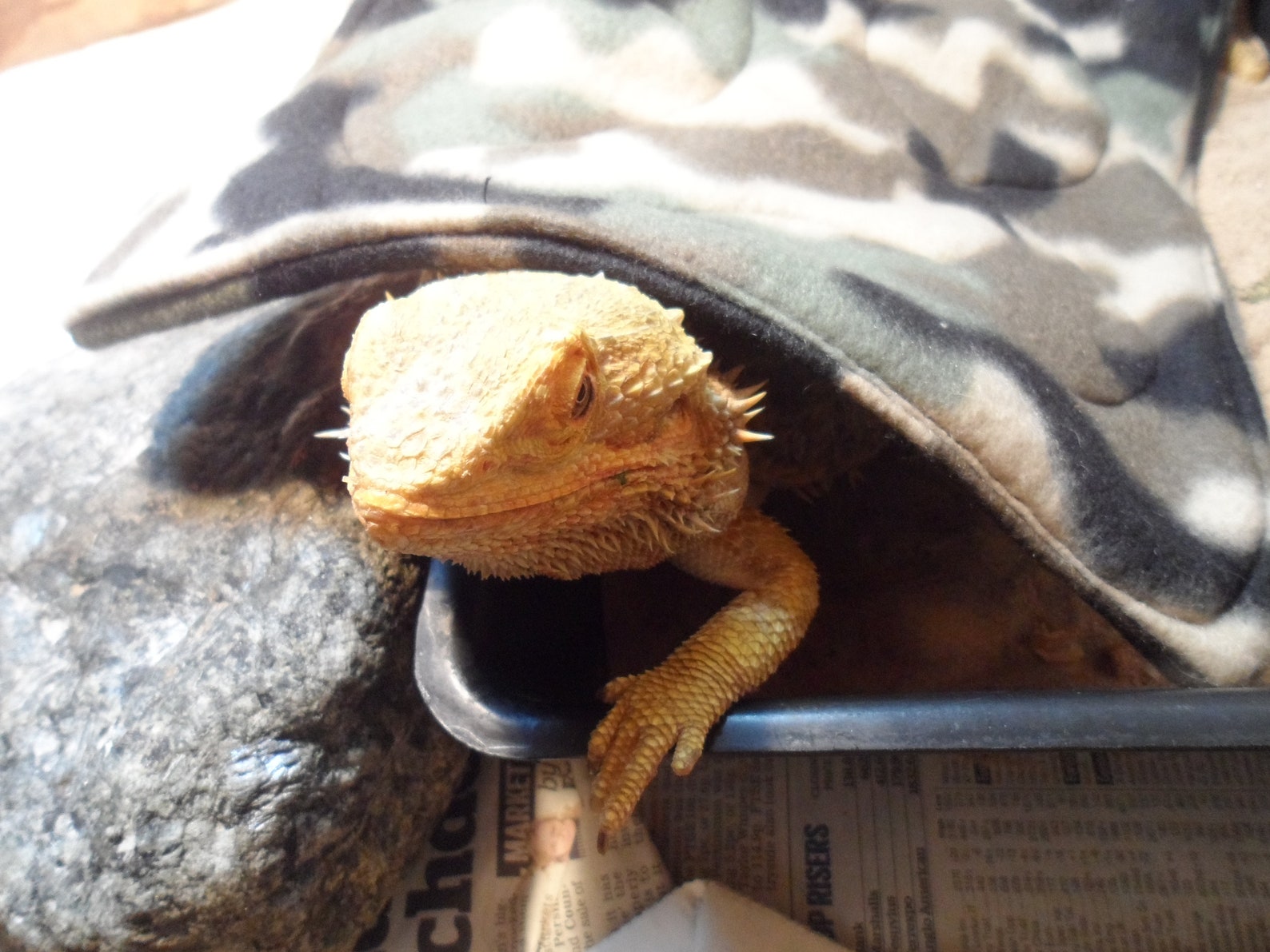 Bearded Dragon Pet Blanket..camouflage Fleece..cosy Etsy