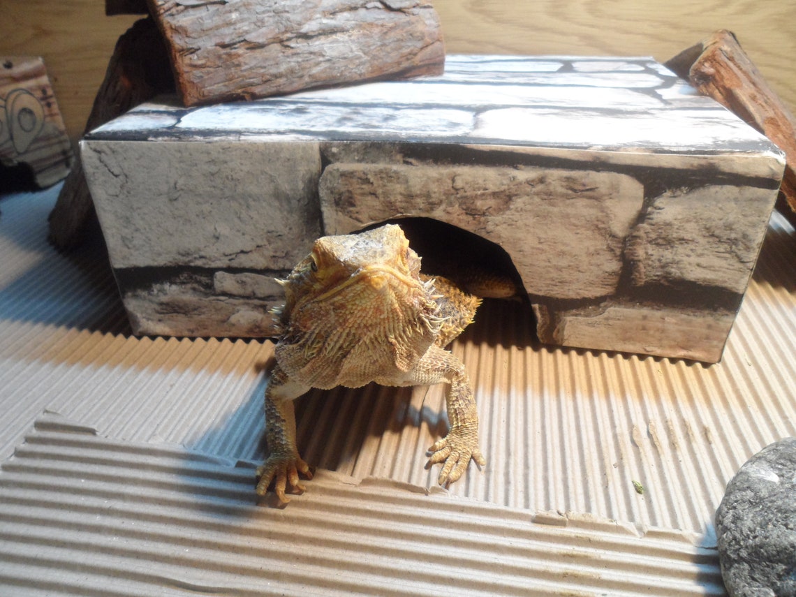 adult bearded dragon hides