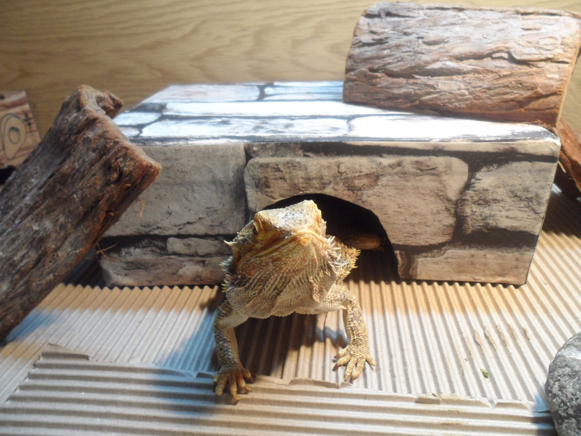 Bearded Dragon Hide Retreat cave DIY stonewall design Etsy